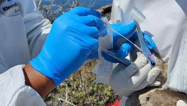 virus_aviaria_435234234