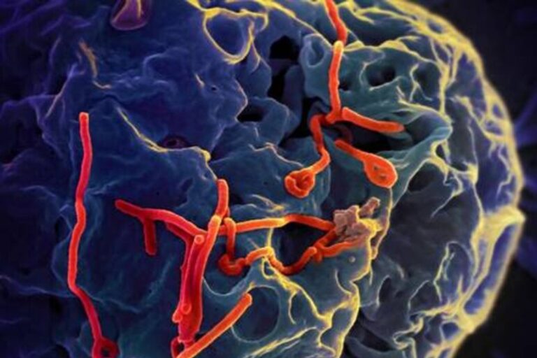 epidemia-ebola-congo_virus_pandemia_54636
