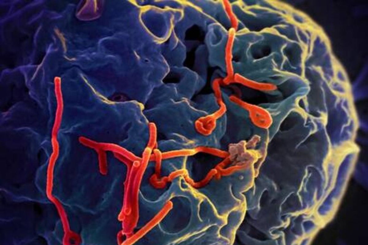 epidemia-ebola-congo_virus_pandemia_54636